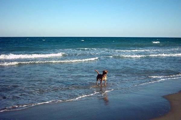 ¿QUÉ TIPO DE PLAYA TENGO CERCA?